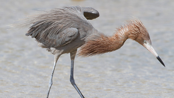Reddish Egret (Egretta rufescens)