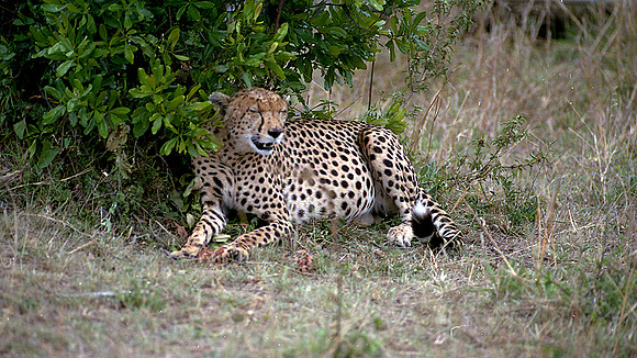 1988 Africa cheetah img428