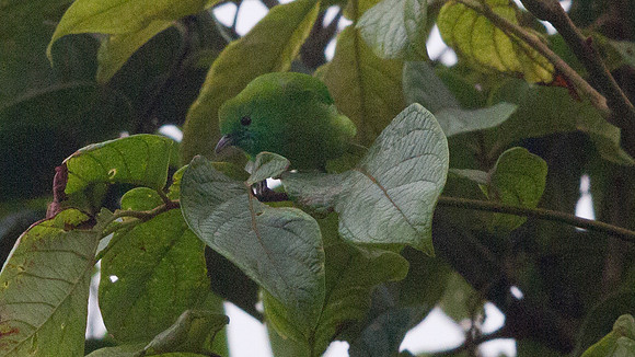 Blue-winged leafbird (Chloropsis cochinchinensis)