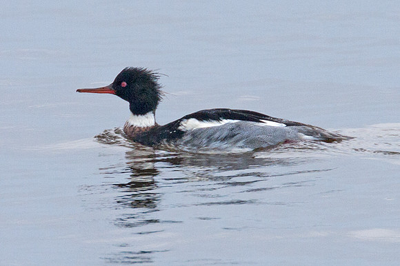 Red-breasted Merganser (Mergus serrator)