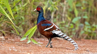 Mrs. Hume's pheasant (Syrmaticus humiae) Male
