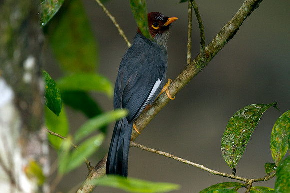 Chestnut-hooded Laughingthrush (Rhinocichla treacheri)