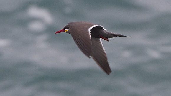 Inca Tern (Larosterna inca)