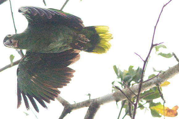 Mealy Amazon (Amazona farinosa) also known as Mealy Parrot