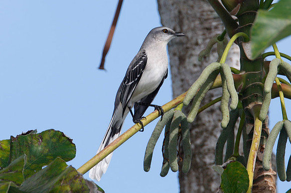Tropical Mockingbird (Mimus gilvus)