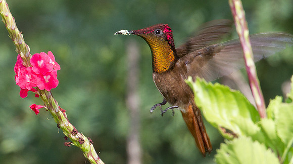 Ruby-topaz Hummingbird (Chrysolampis mosquitus) male