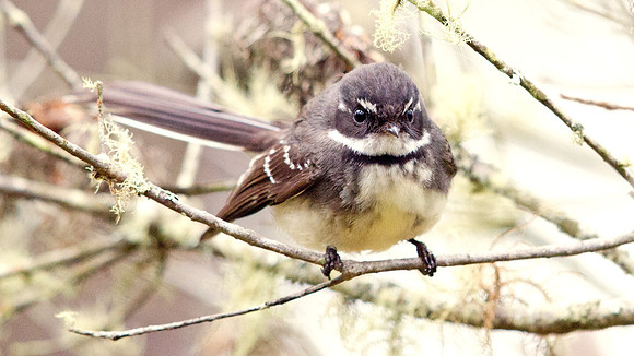 Grey fantail (Rhipidura albiscapa)