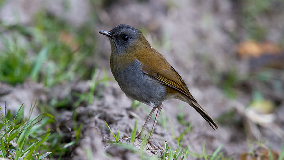 Black-billed Nightingale-Thrush (Catharus gracilirostris)