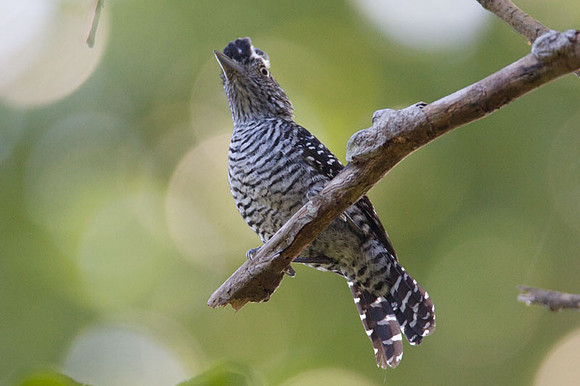 Barred Antshrike (Thamnophilus doliatus) male