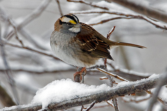 White-throated Sparrow (Zonotrichia albicollis)