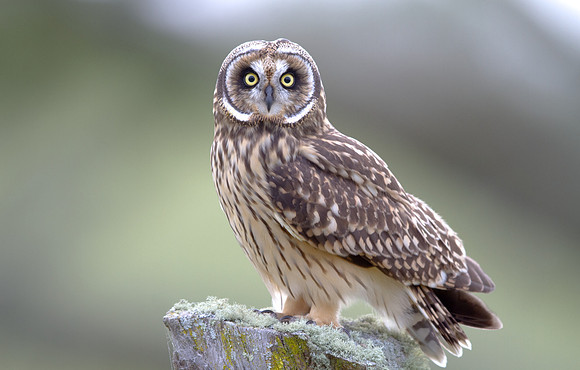 Hawaiian Short-Eared Owl (Asio flammeus sandwichensis)