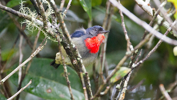 Bornean Flowerpecker (Dicaeum monticolum)
