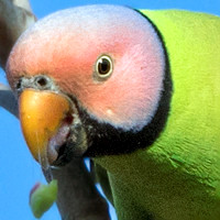 Blossom-headed parakeet (Psittacula roseata)