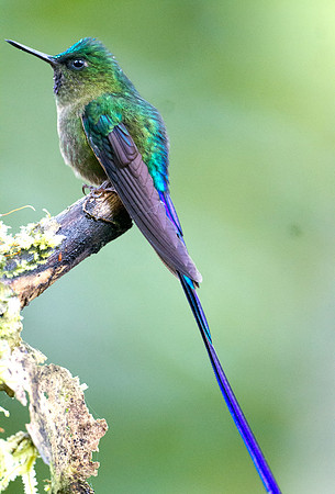 Violet-tailed Sylph (Aglaiocercus coelestis)