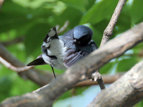Black-throated Blue Warbler (Dendroica caerulescens)