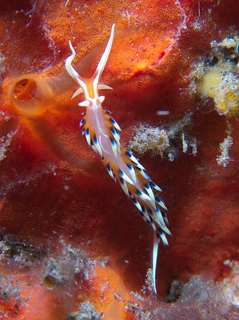 Desirable Flabellina - Flabellina exoptata