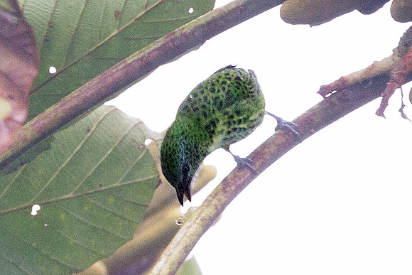 Spotted Tanager (Tangara punctata)
