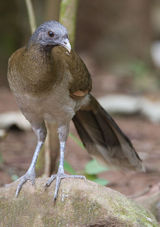 Grey-headed Chachalaca (Ortalis cinereiceps)