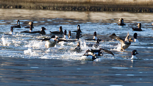 Barrow's Goldeneye (Bucephala islandica)