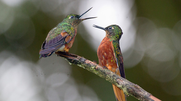 Chestnut-breasted Coronet (Boissonneaua matthewsii)