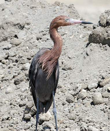 Reddish Egret (Egretta rufescens)