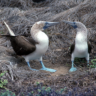 Blue-footed Booby (Sula nebouxii)