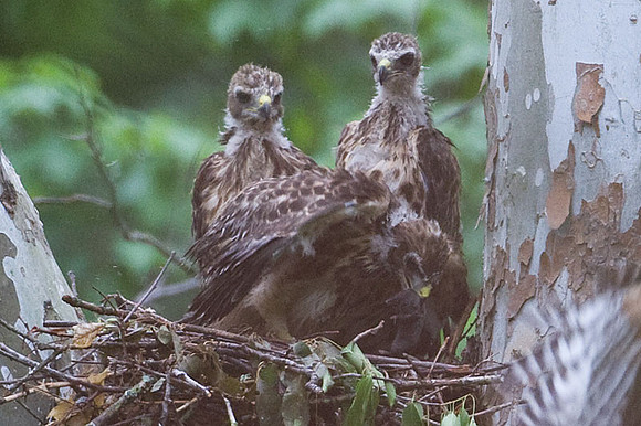 Red-shouldered Hawk (Buteo lineatus) juvenile