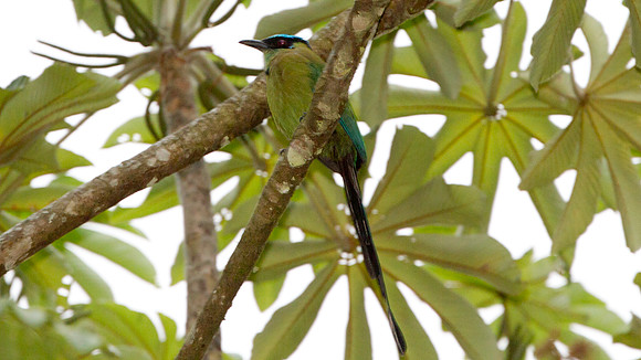 Highland Motmot (Momotus momota)