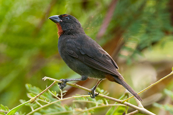 Lesser Antillean Bullfinch (Loxigilla noctis) male