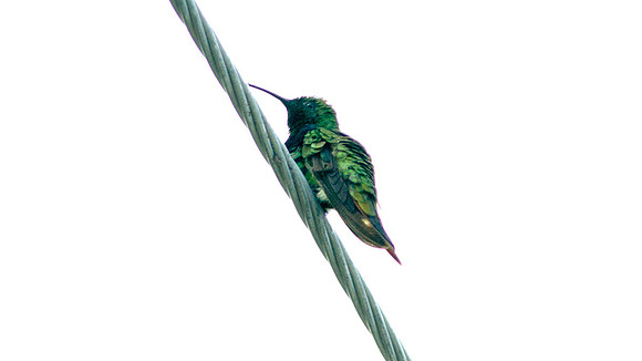 Antillean Mango (Anthracothorax dominicus)