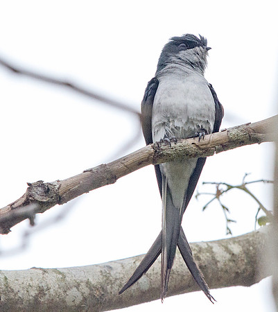 Grey-rumped treeswift (Hemiprocne longipennis)
