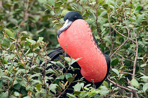 Magnificent Frigatebird (Fregata magnificens) male