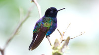 Velvet-purple Coronet (Boissonneaua jardini)