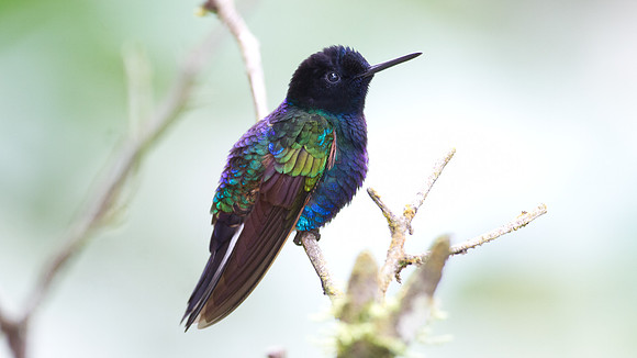 Velvet-purple Coronet (Boissonneaua jardini)