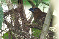 Blue-black Grosbeak (Cyanocompsa cyanoides) female