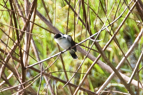 Pied Water Tyrant (Fluvicola pica)