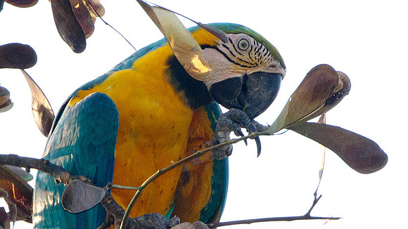 Blue-and-Yellow Macaw (Ara ararauna)
