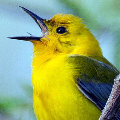 Prothonotary Warbler (Protonotaria citrea)