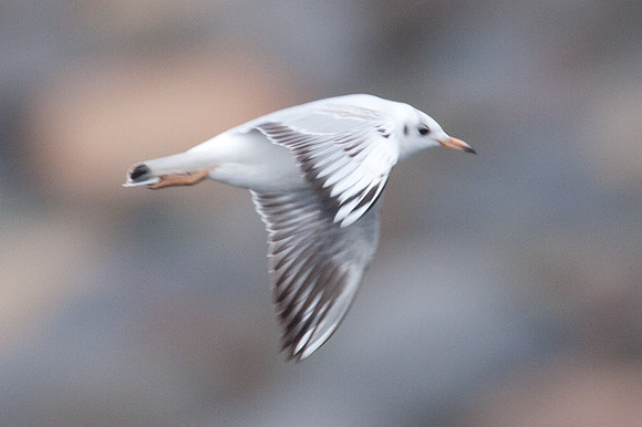 Black-headed Gull (Chroicocephalus ridibundus)