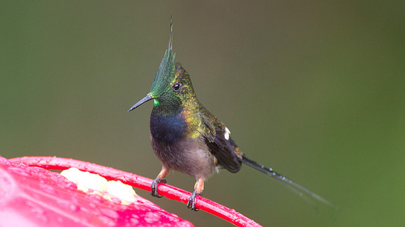 Wire-crested Thorntail (Discosura popelairii)