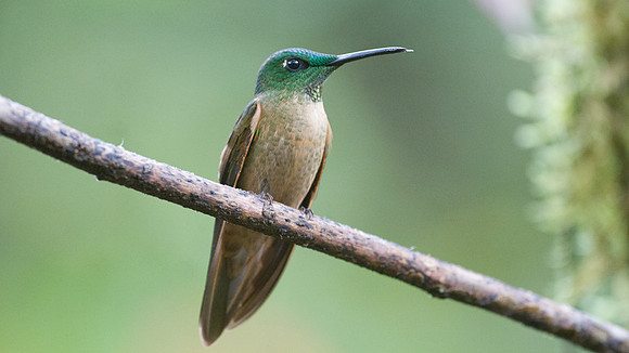 Fawn-breasted Brilliant (Heliodoxa rubinoides)