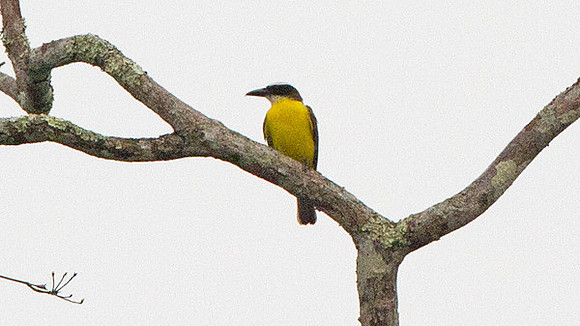 Boat-billed Flycatcher (Megarynchus pitangua)