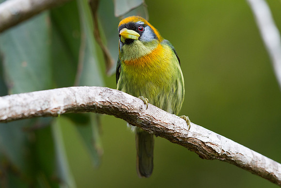 Red-headed Barbet (Eubucco bourcierii) Female