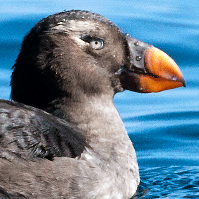 Tufted Puffin (Fratercula cirrhata)