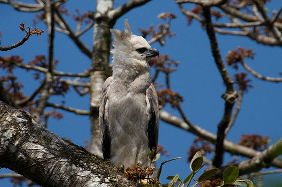 Harpy Eagle (Harpia harpyja) juvenile
