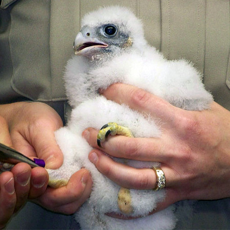 Peregrine Falcon (Falco peregrinus) chick
