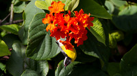 Bananaquit (Coereba flaveola)