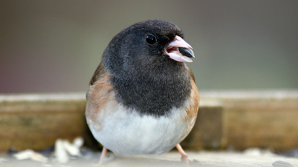 Dark-eyed Junco (Junco hyemalis oreganus)
