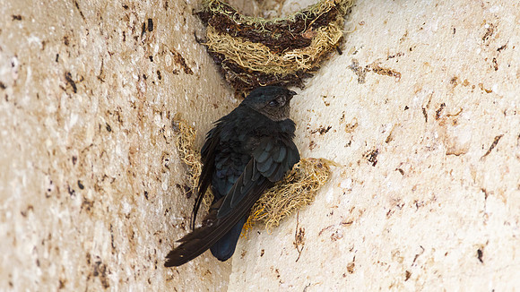 Bornean Swiftlet (Collocalia dodgei)