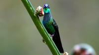 Violet-fronted Brilliant (Heliodoxa leadbeateri)